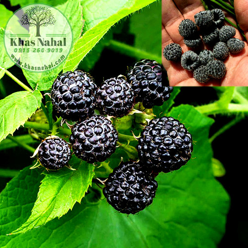 رازبری سیاه