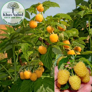 رازبری زرد