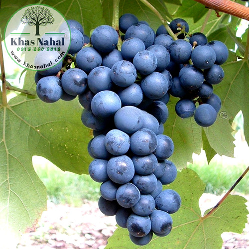 نهال انگور لابروسکا