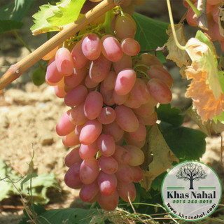 نهال انگور مصری