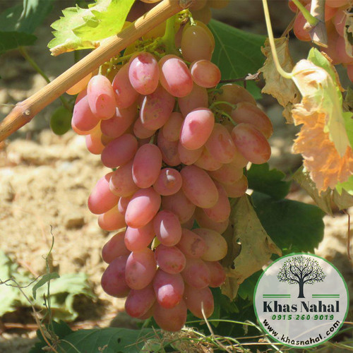 نهال انگور مصری