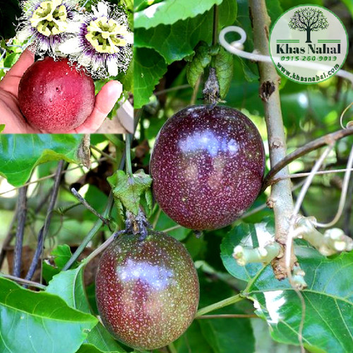 نهال پشن فروت ارغوانی