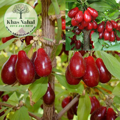 نهال زغال اخته