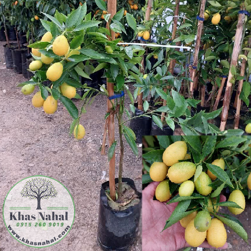 نهال لیمو لایمکوات