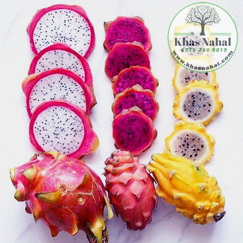 نهال دراگون فروت