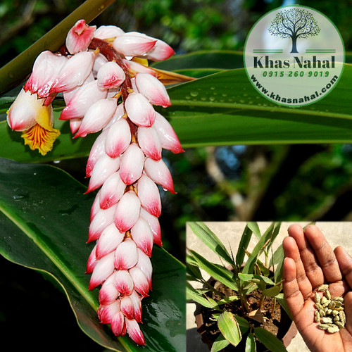 نهال هل سبز