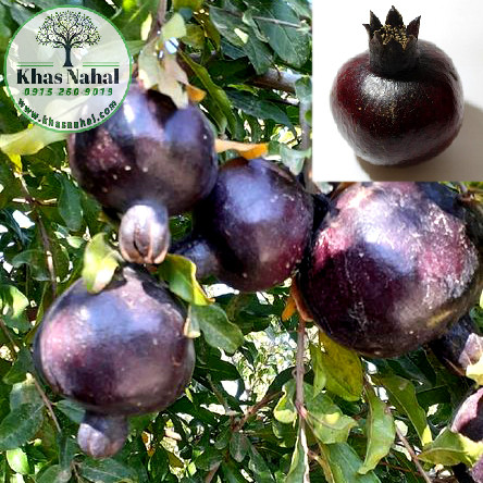 نهال انار پوست سیاه