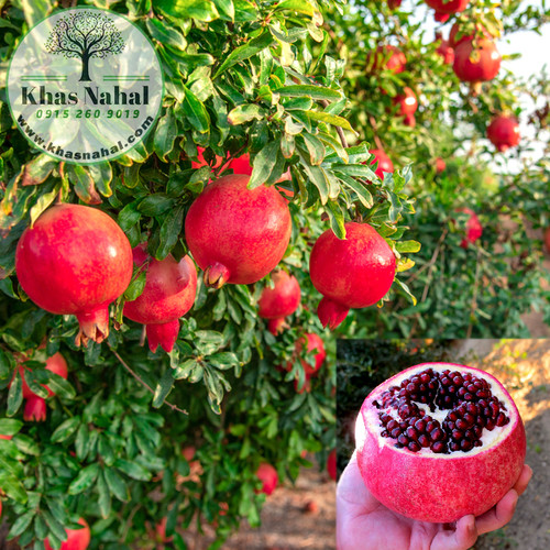 نهال انار واندرفول