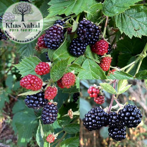 نهال تمشک بدون خار