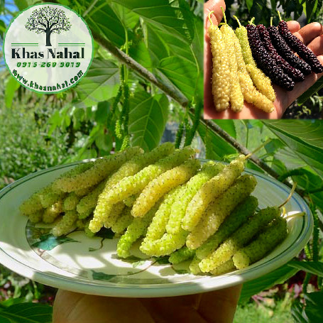 نهال توت موزی سفید