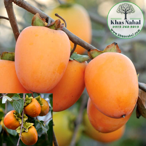 نهال خرمالو مانگو