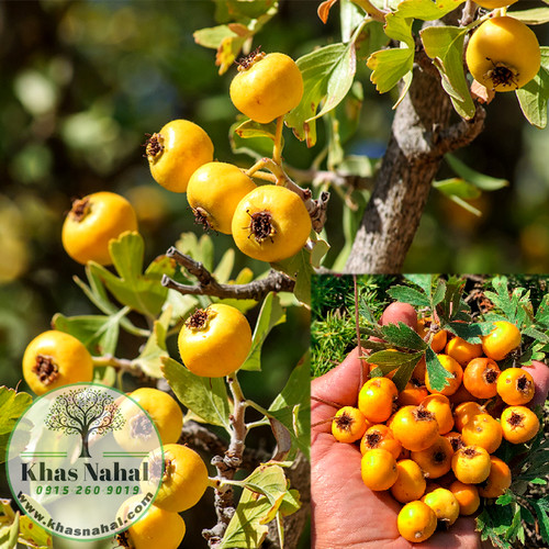 نهال زالزالک