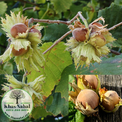 نهال فندق اونیس ترکیه