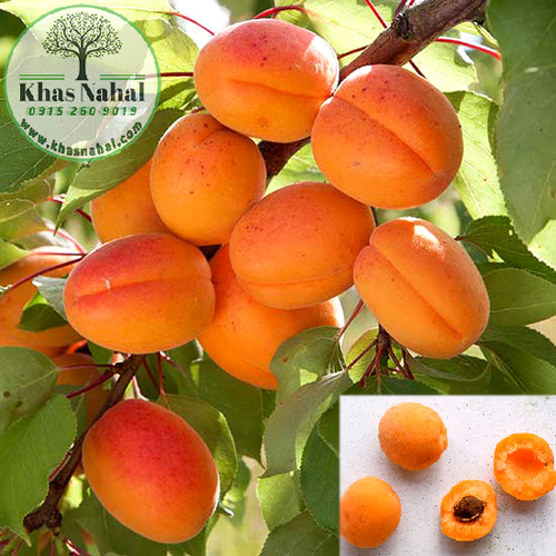 نهال زردالو مازندرانی