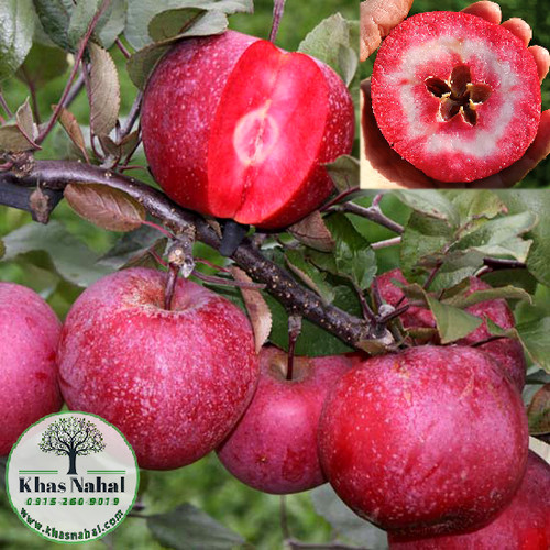 نهال سیب ردلاو