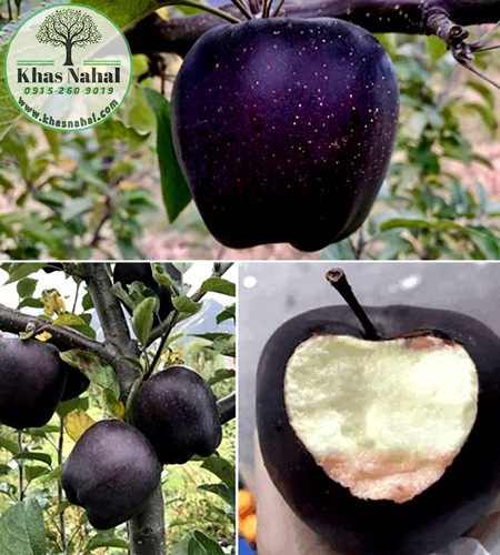 نهال سیب جرومین