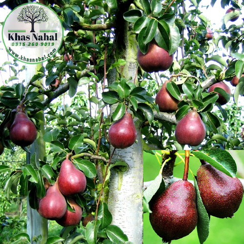 نهال گلابی ردآنجو