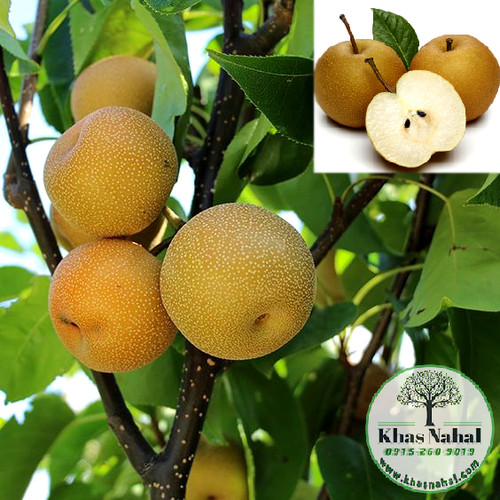 نهال گلابی ناشی