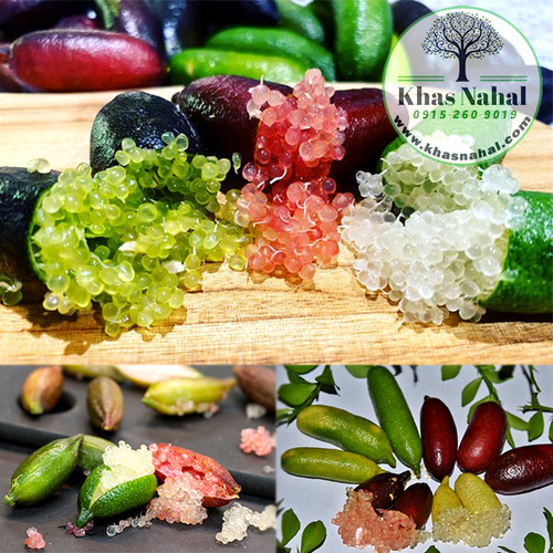 نهال لیمو خاویاری استرالیایی